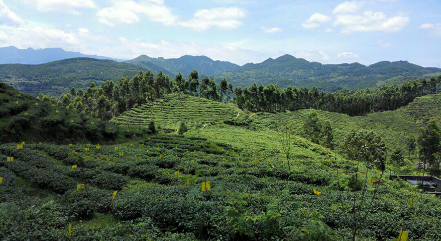 茶山记普洱